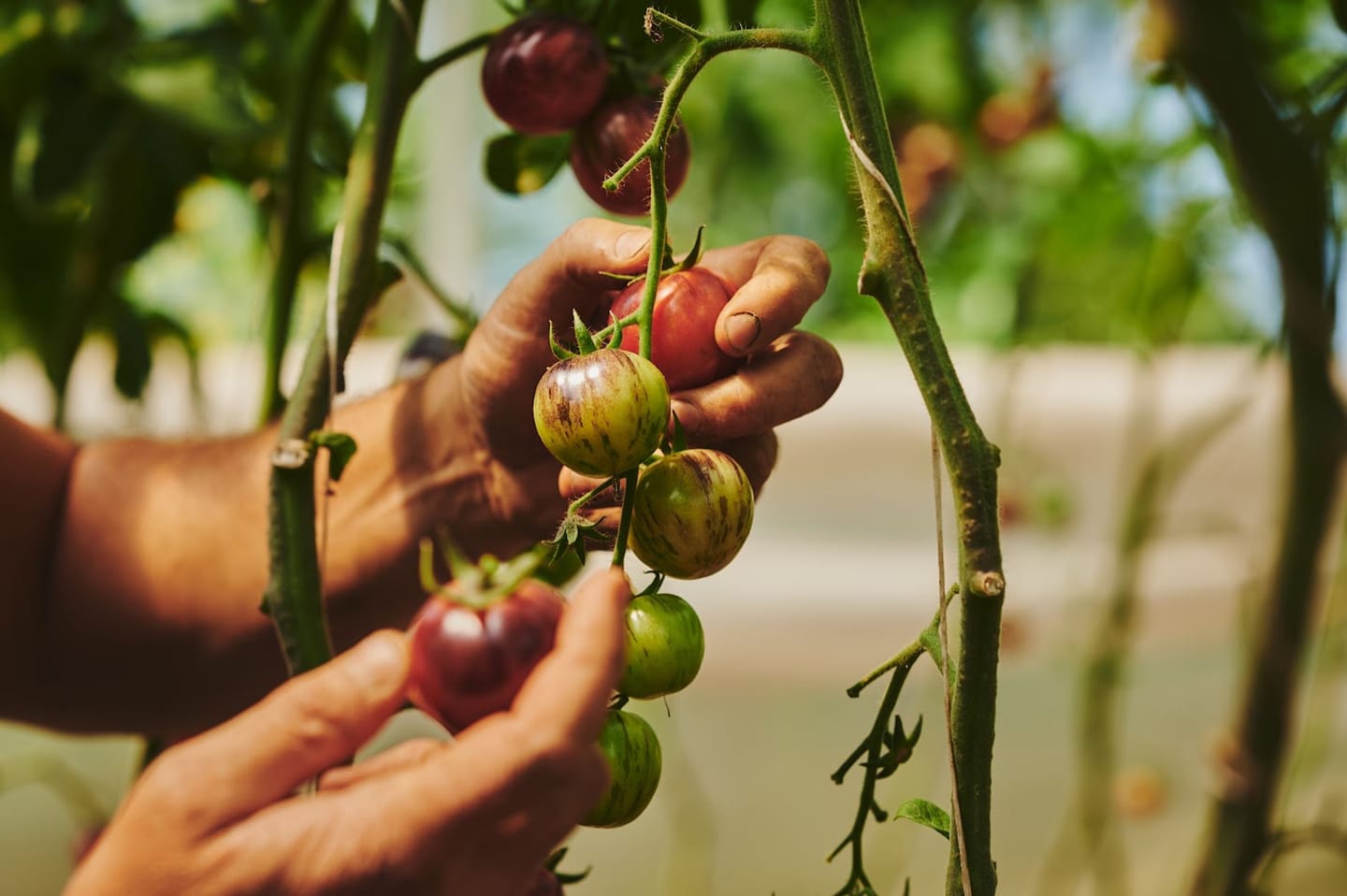 Une main cueille des petites tomates cerises sur un plant dans une serre