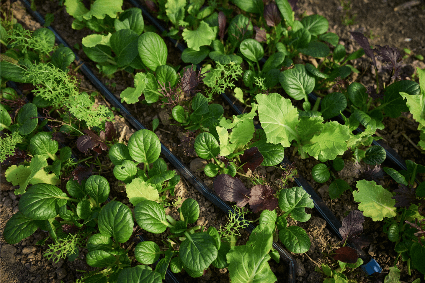 Mesclun hivernal