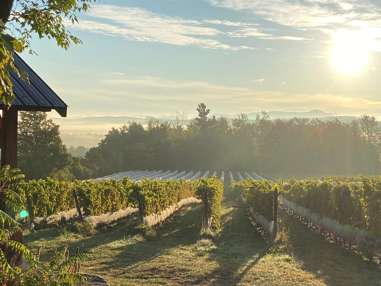 Parcelle Belvédère Domaine l'Espiègle