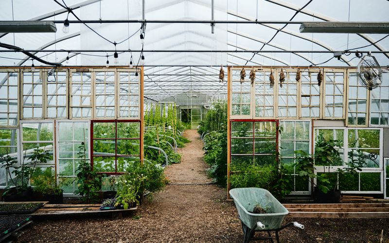 Interieur de la serre avec plants de legumes