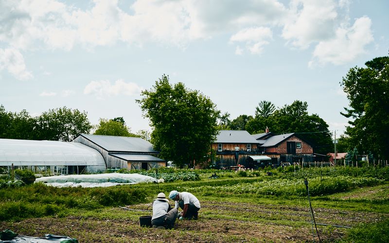 Vue des jardins maraichers avec rangs de legumes et serres